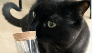 黒虎猫のたきび