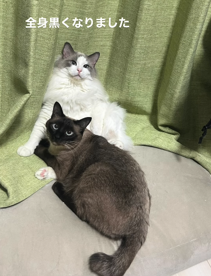 シャム猫の驚きの変化に「思わずｵﾎﾎｯと声が出た」 – emogram［エモグラム］