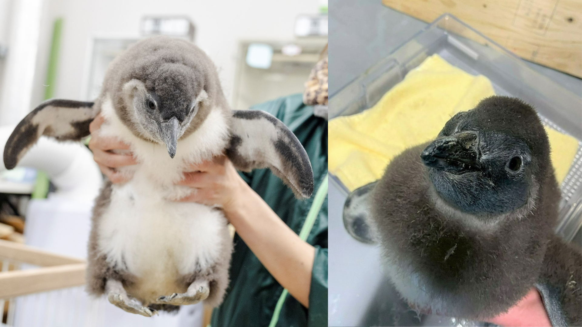 元Repezen FoxxのDJ銀太、プロ野球選手転身2週間で戦力