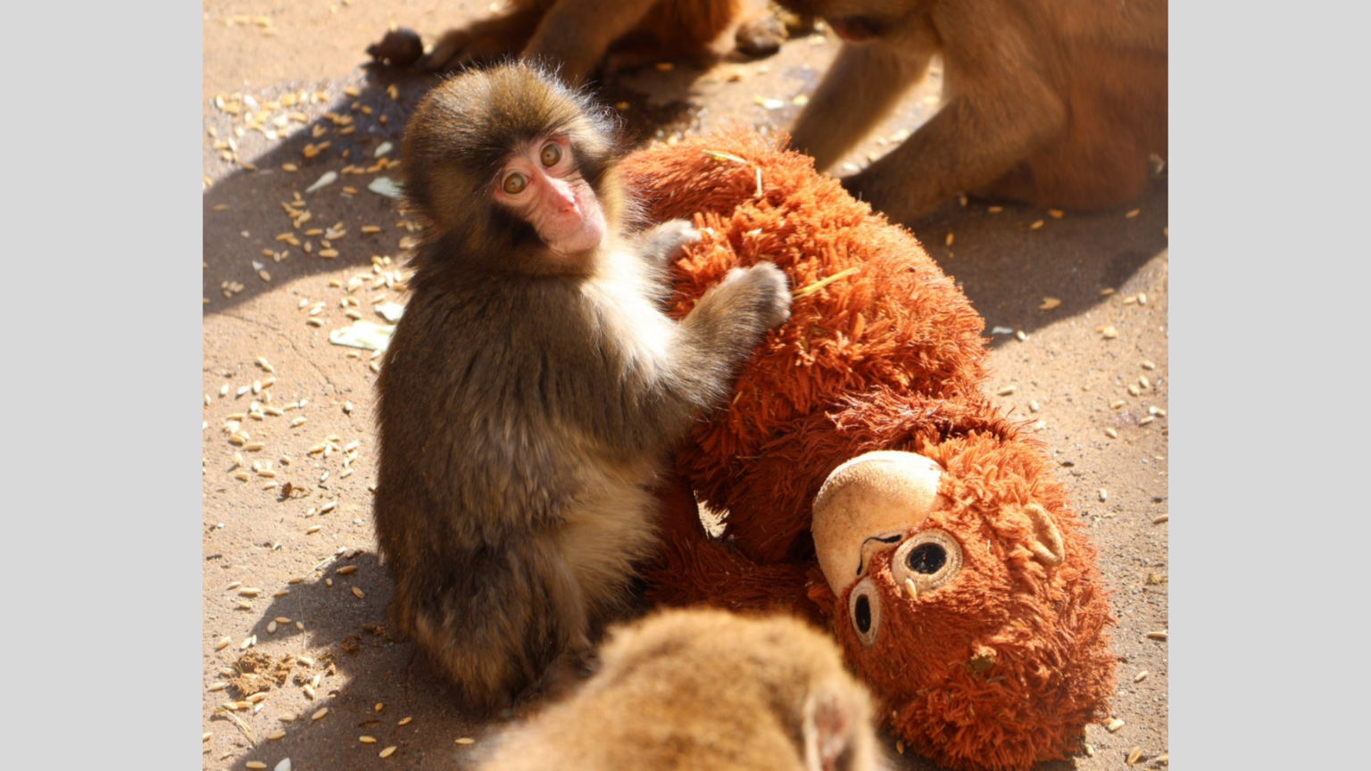 【市川市動植物園】人工哺育の子ザル「パンチくん」にSNSで応援続々、飼育担当が明かす出生の秘密 – emogram[エモグラム]