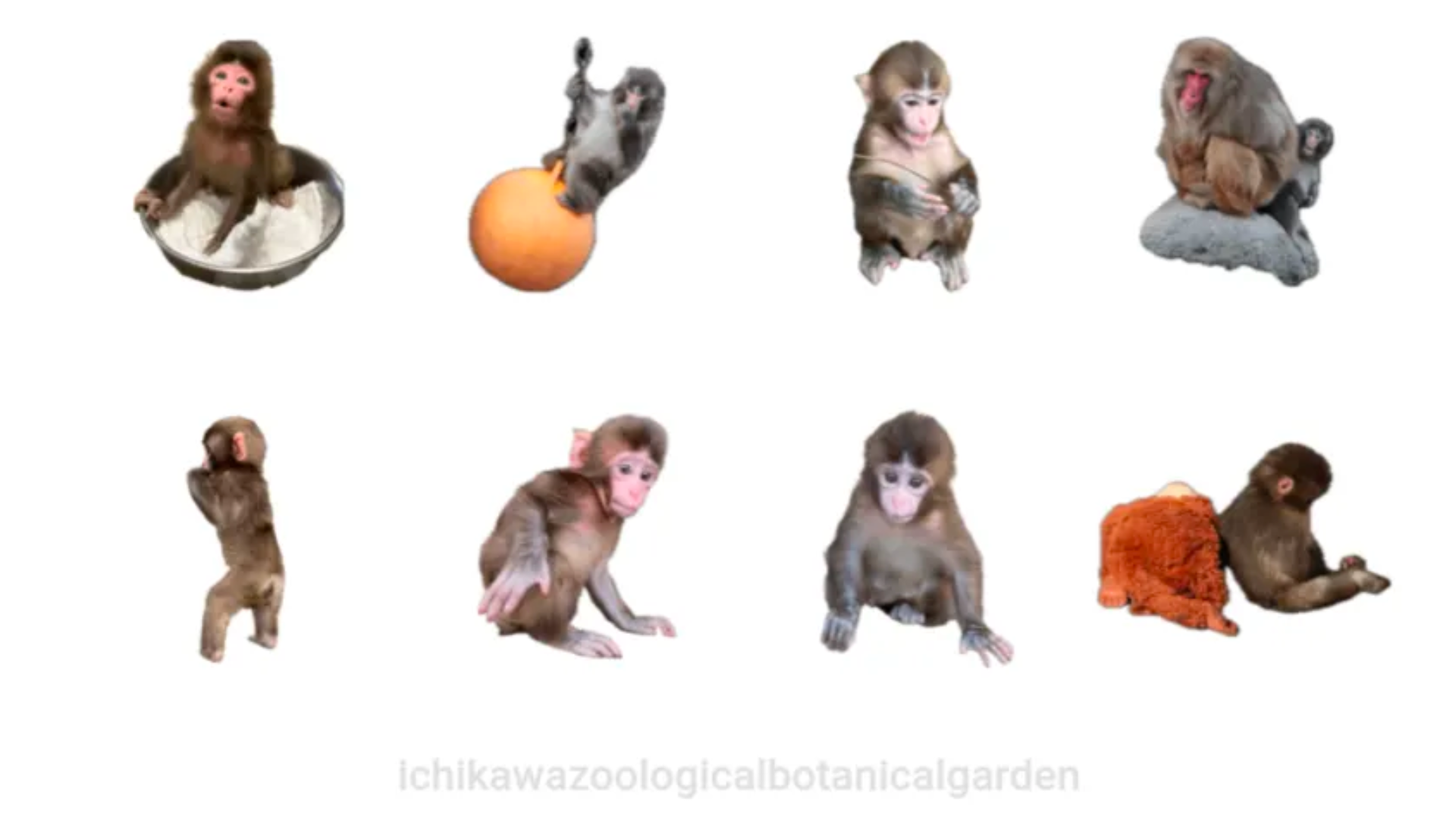 市川市動植物園提供