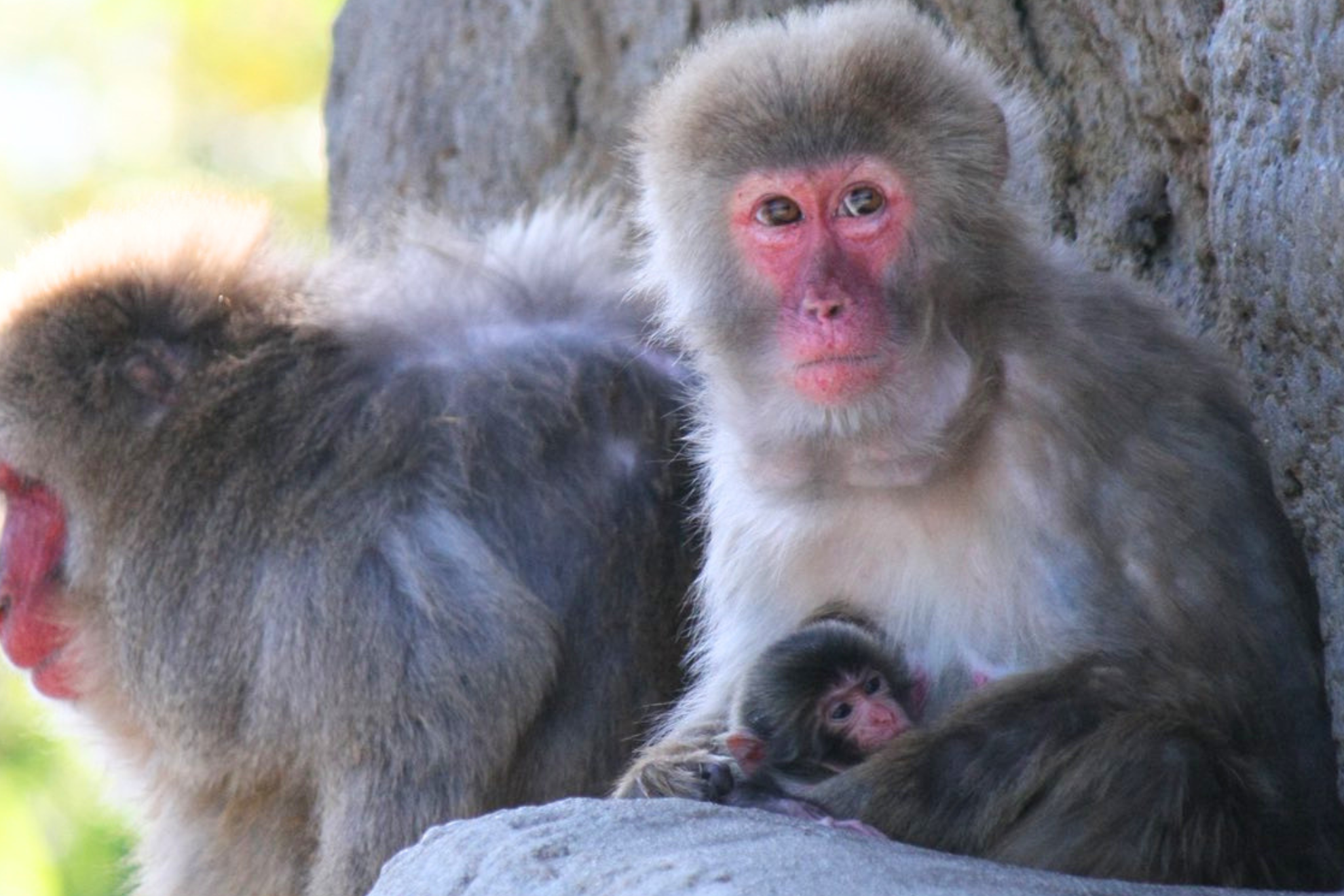 この春最初に生まれたニホンザルの赤ちゃん＝市川市動植物園公式Xより