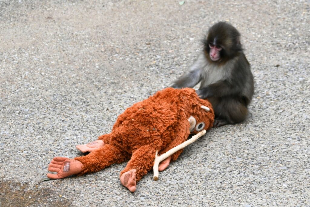 サルのパンチくん＝市川市動植物園（撮影：ゆんち）