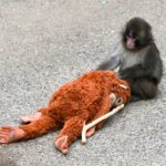 サルのパンチくん＝市川市動植物園（撮影：ゆんち）