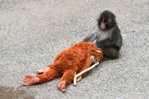 サルのパンチくん＝市川市動植物園（撮影：ゆんち）