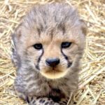 チーターの赤ちゃん＝写真提供：広島市安佐動物公園