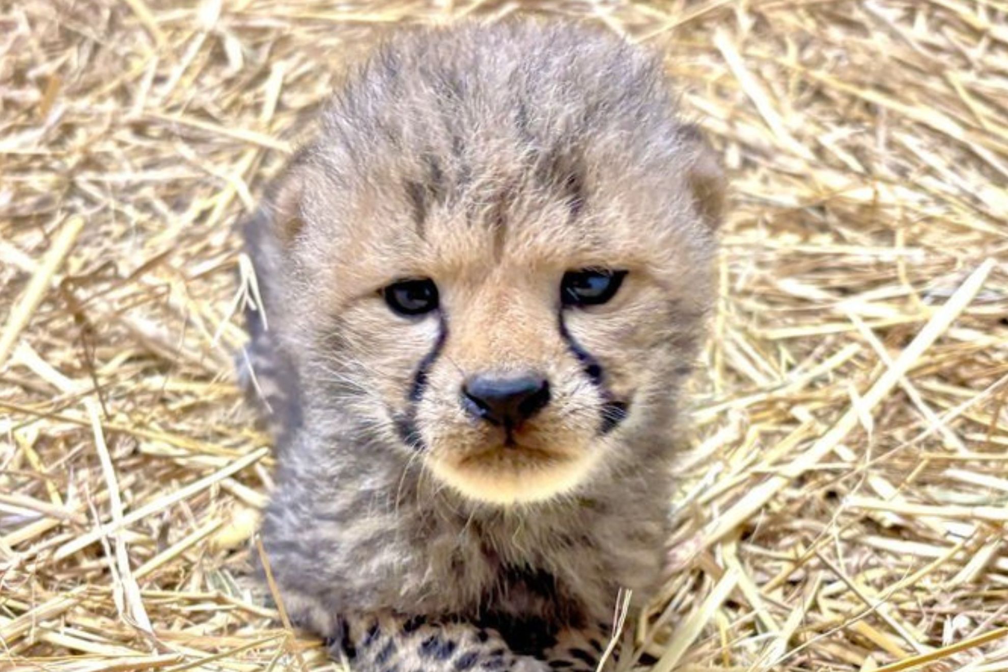 チーターの赤ちゃん＝写真提供：広島市安佐動物公園