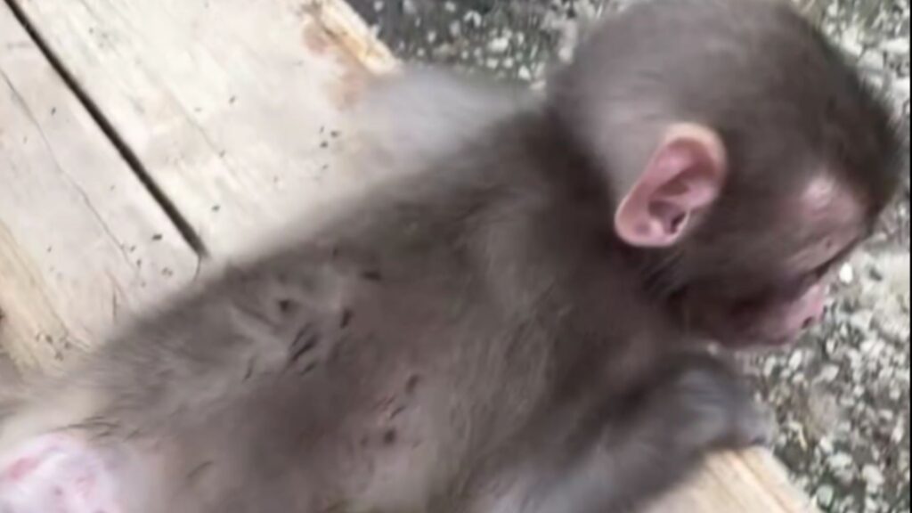 高尾山さる園の生後2カ月「ゲルダちゃん」 パイプや砂利に興味津々の